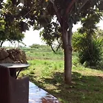 فيلة Del Nespolo *